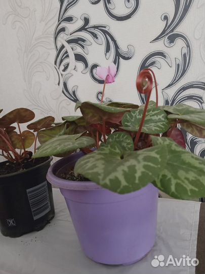 Альпийская фиалка (бабушкин цикламен)