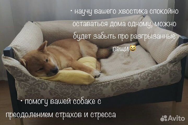 Услуги кинолога