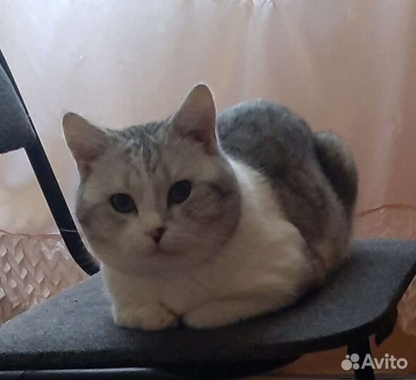 Шотландский кот на вязку