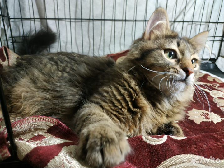 Котенок из лесополосы ищет дом