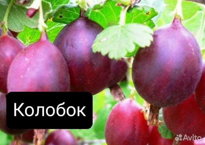 Саженцы крыжовника