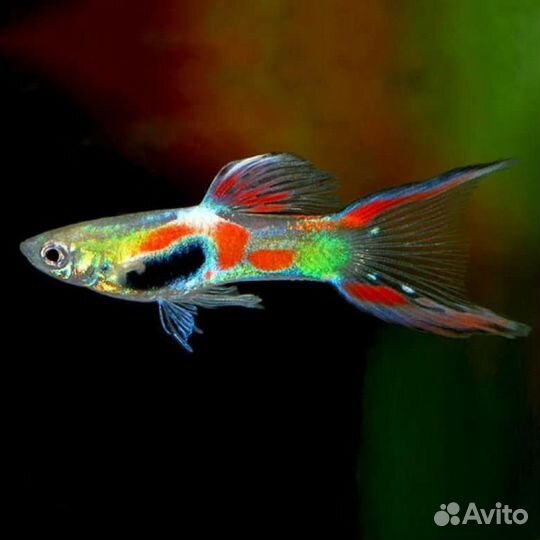 Аквариумные рыбки Гуппи Эндлера