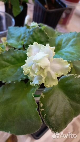 Фиалка лф-София, сортовая