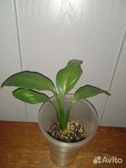 Спатифиллум Спилт Милк, Spilt milk