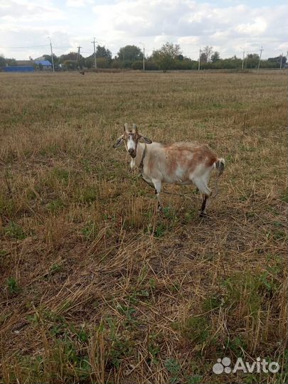 Козы и козел