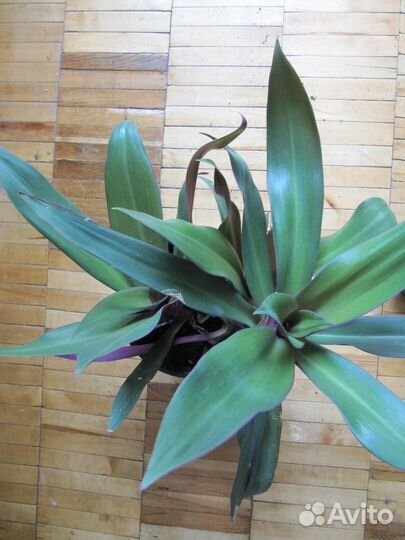 Домашнее растение Рео разноцветная