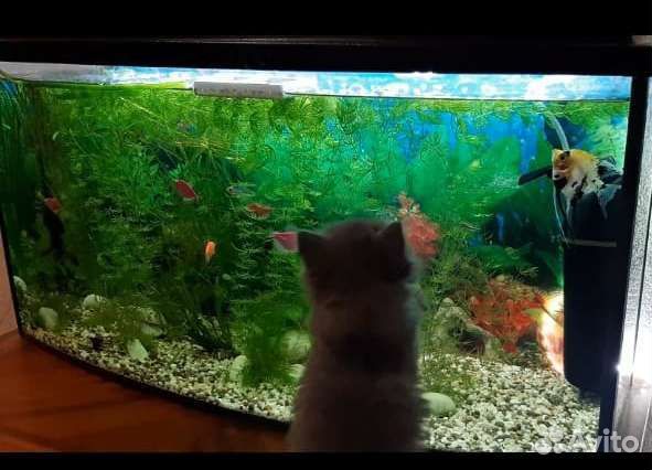 Продаем аквариум 50 л. б/у