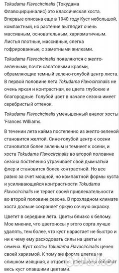 Хоста Токудама флавоцирциналис