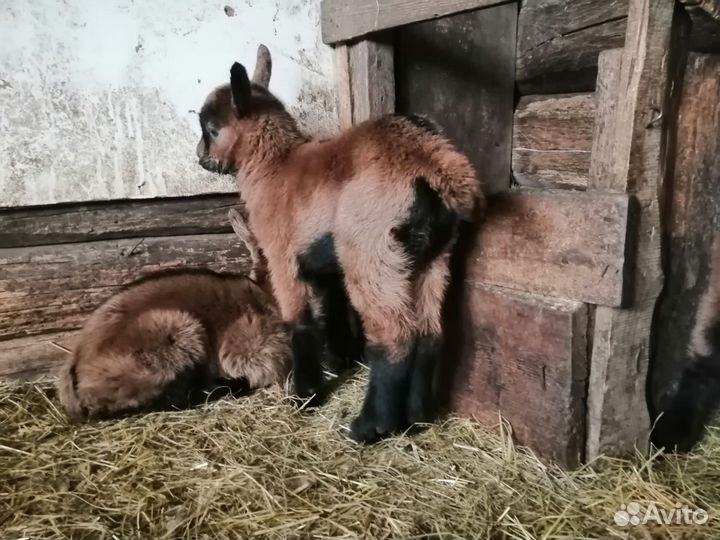 Чешские козлята