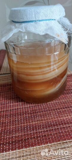 Чайный гриб комбуча