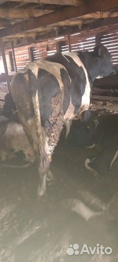 Продам быка
