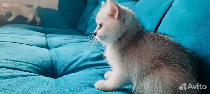 Котята британской серебристой шиншиллы