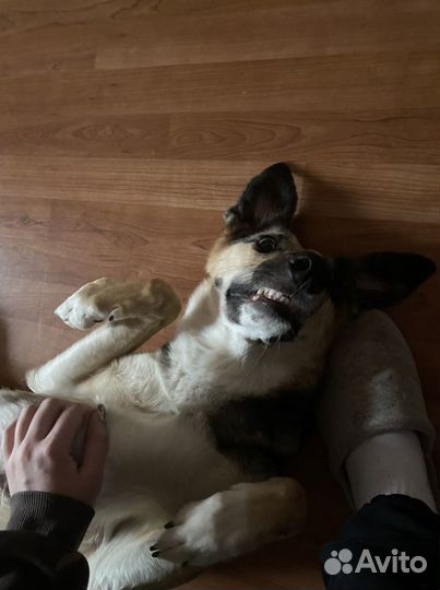 Выгул собак, няня для собак, передержка