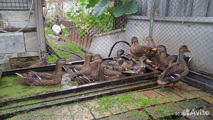 Подсадные утки