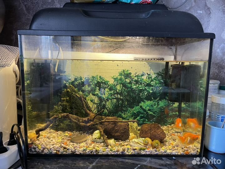 Аквариум с рыбками
