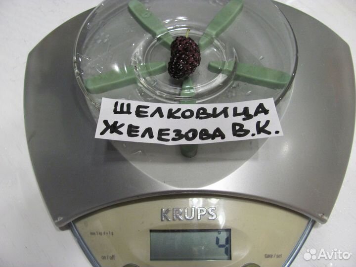 Морозостойкие саженцы шелковицы для Урала и Сибири