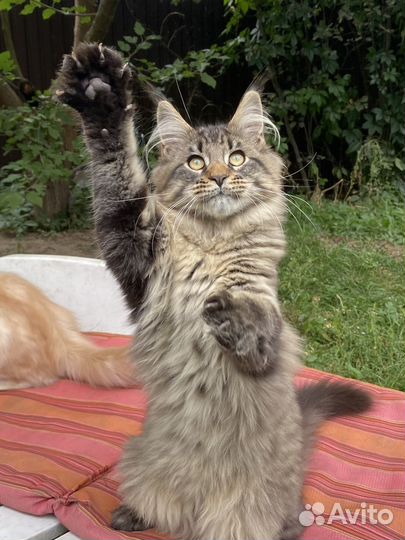 Шикарная гиперласковая кошечка Мейн-кун
