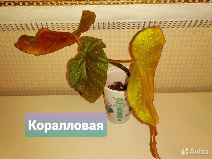 Детки и стартеры бегоний