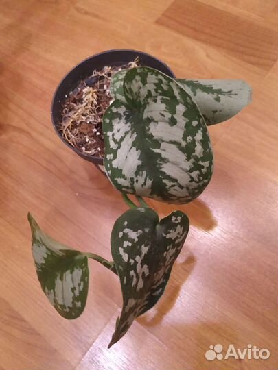 Сциндапсус пиктус треби