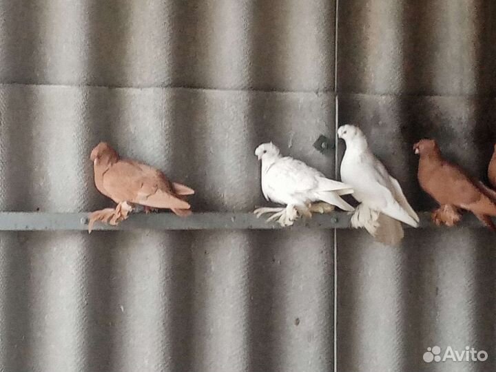 Обмен или продажа голубей