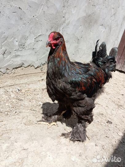 Петушки Брама