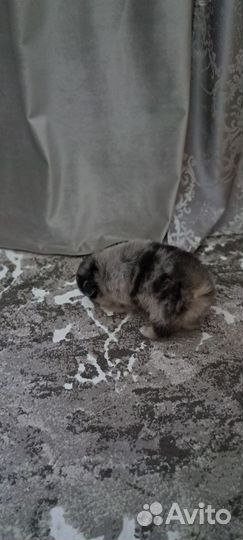 Немецкий шпиц