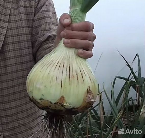 Профсемена лука Эксибишен,Ред Барон и др Голландия