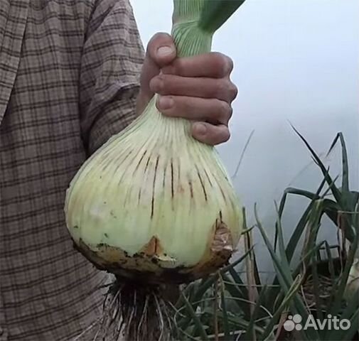 Профсемена лука Эксибишен,Ред Барон и др Голландия