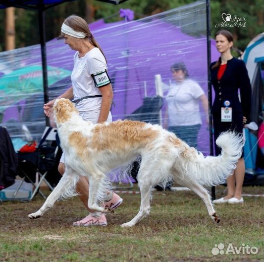 Собака - роскошь. щенки русской псовой борзой