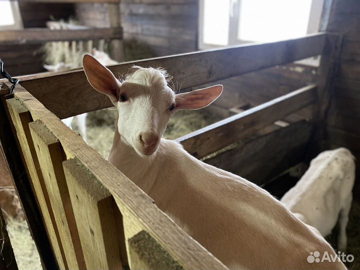 Козлята дойной зааненской козы чистокровные