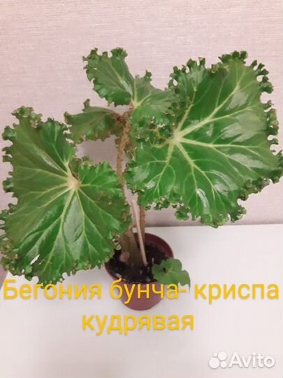 Продам цветы комнатные
