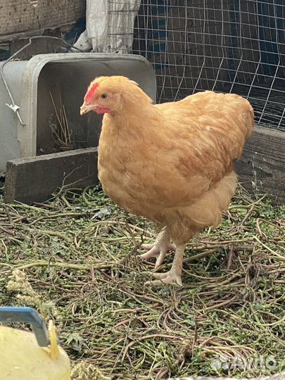 Куры Орпингтон
