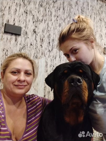 Высокопородные щенки ротвейлера