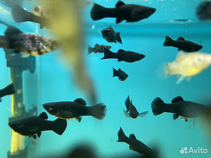 Аквариумные рыбки