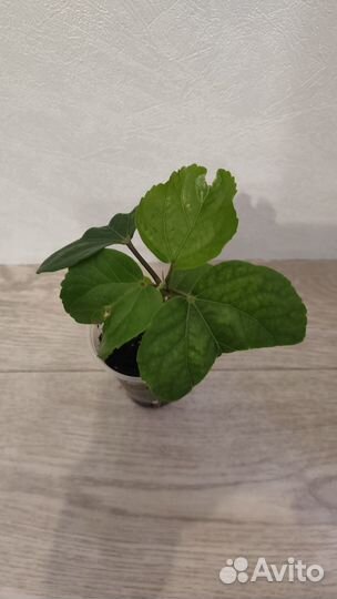 Черенок сортового гибискуса