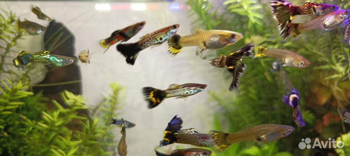 Рыбки гуппи