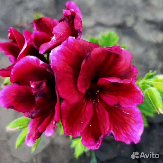 Пеларгония(герань)