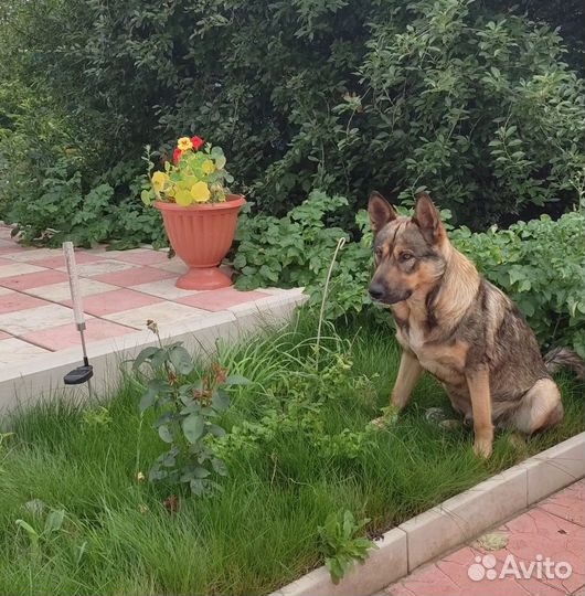 Овчарка фенотип (помесь)