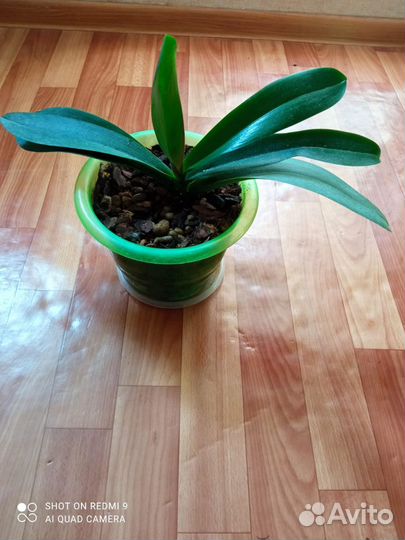 Орхидея фаленопсис