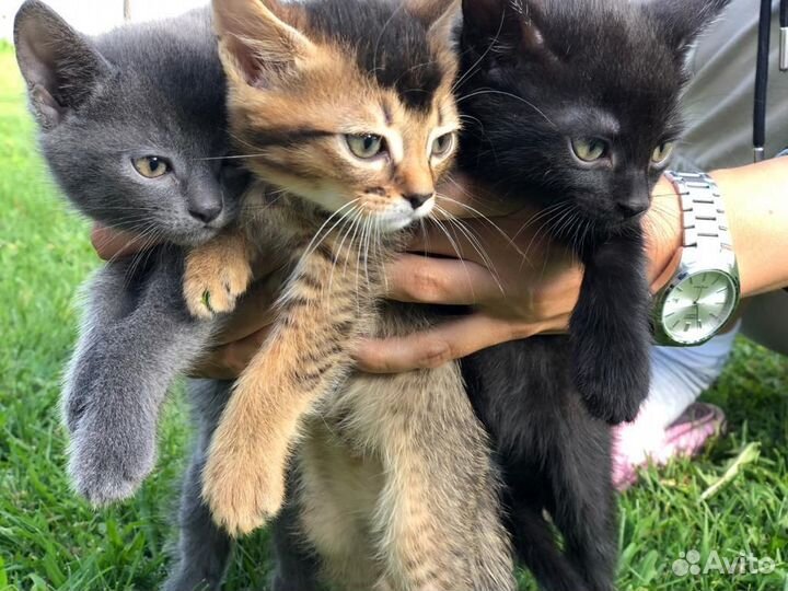 Котята Чаузи