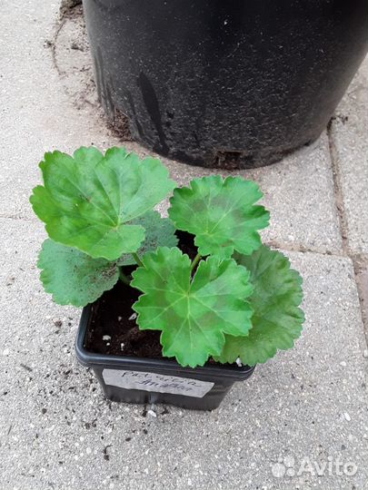 Тюльпановидные пеларгонии