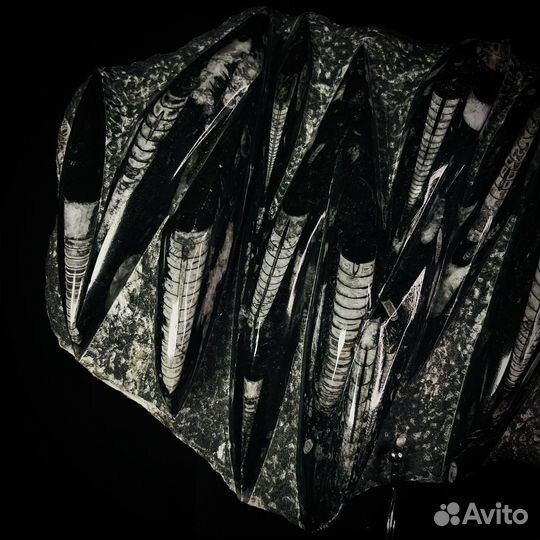 Ортоцерас окаменелость ископаемое окаменелый