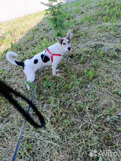 Лайка смесь