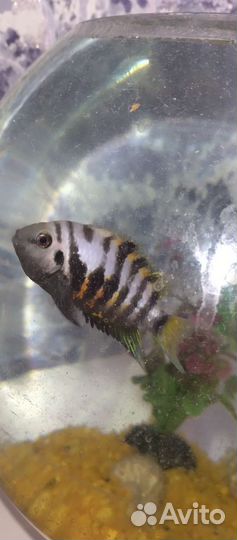 Аквариум с рыбками