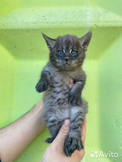 Чаузи ф1 гризли