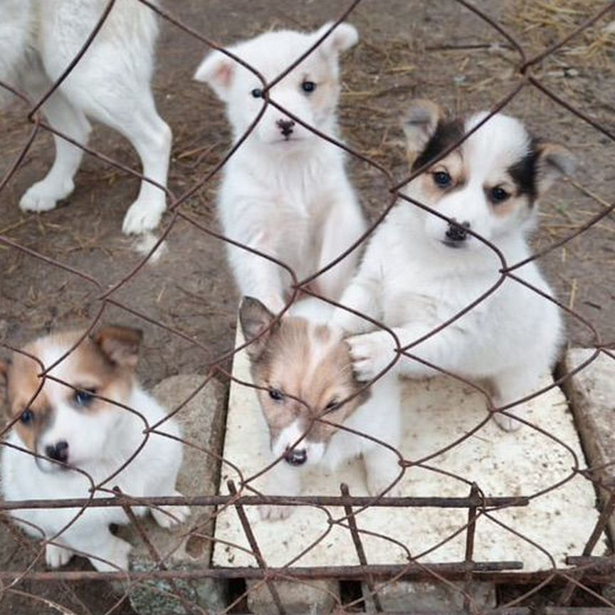 Собака в добрые руки отдам бесплатно