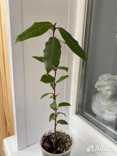 Лавровый лист,лавр благородный