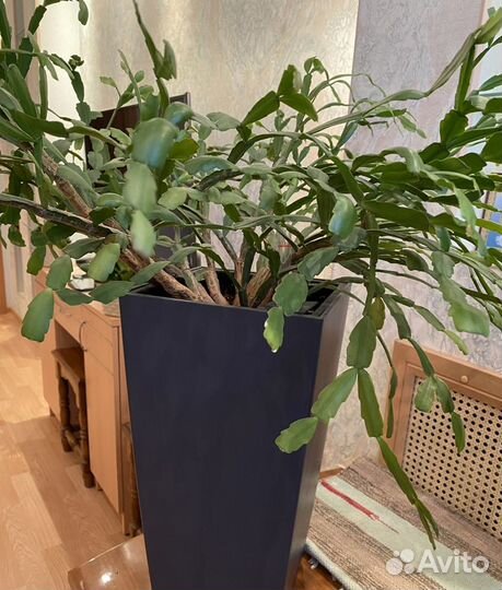 Декабрист очень красивый