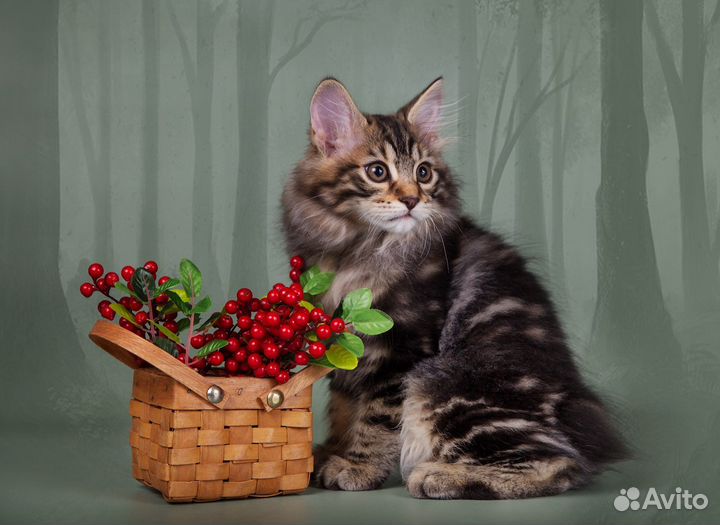 Котики курильский бобтейл