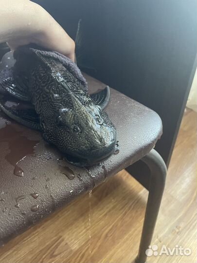 Парчовый сом